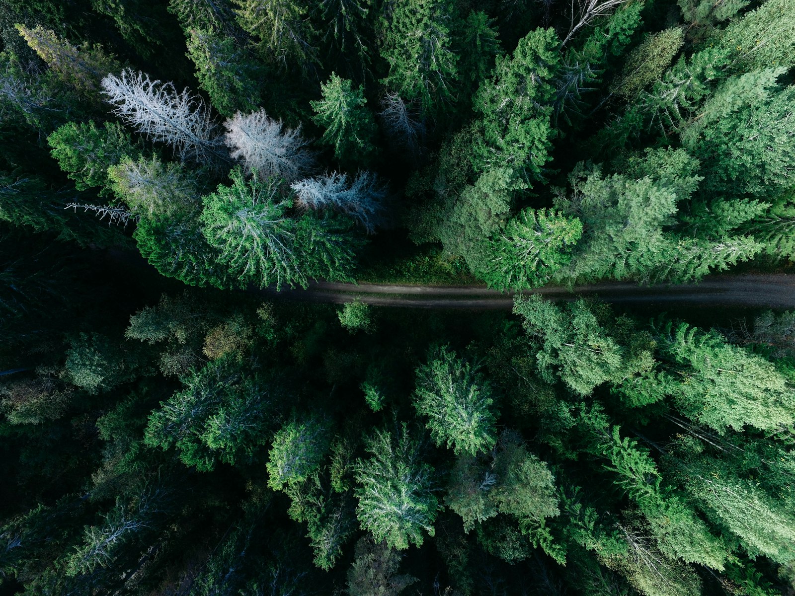 Veduta aerea di una foresta attraversata da una strada